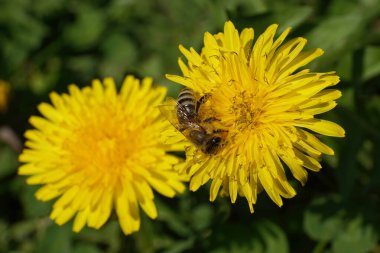 Bahar arısı makarnası Apis mellifera sarı karahindiba çiçeğinde polen ve nektar topluyor. Kuzey Kafkasya 'nın eteklerindeki bir çayırda Taraxacum officinale.                               