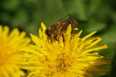  Apis mellifera bahar bal arısının yakın çekimi Kuzey Kafkasya eteklerindeki Taraxacum officinale sarı bir karahindiba çiçeğinde polen ve nektar topluyor.