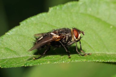 Kuzey Kafkasya 'nın eteklerinde yeşil bir yaprağın üzerinde oturan Kafkas tüylü Drino Lota' nın yakın çekimi.