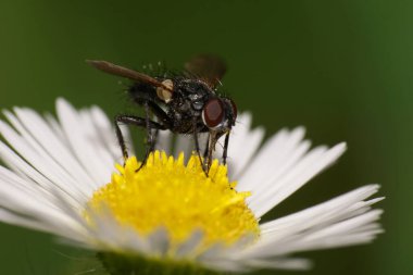  Macro siyah sinek Lecanipa bicincta beyaz bir çiçek üzerinde oturur Erigeron kanadensis                              