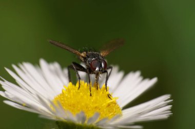  Beyaz Erigeron kanadensis çiçeğinin üzerinde oturan küçük siyah bir çiçeğin Macro manzarası. Kuzey Kafkasya 'nın eteklerinde sarı tonlama var.                              