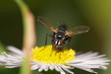  Kuzey Kafkasya 'nın eteklerindeki beyaz bir çiçeğin tepesinde oturan siyah kahverengi bir vücudu olan tüylü, küçük, tüylü, siyah bir sinek Lecanipa Biscincta' nın Macro manzarası.                              