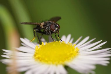 Siyah kahverengi bir vücudu olan tüylü bir çiçek olan Lecanipa bicincta 'nın Macro ön görüntüsü Kuzey Kafkasya' nın eteklerindeki beyaz bir çiçekte polen ve nektar toplar.