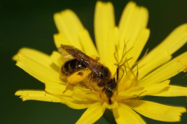  Küçük kabarık bir arı olan Andrena Ventralis, Kuzey Kafkasya 'nın eteklerindeki bir düğün çiçeğinin sarı çiçeğinde polen ve nektar toplar.                              