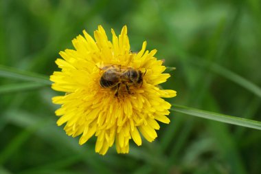  Apis mellifera bahar arısına yakın çekim. Kuzey Kafkasya 'nın eteklerindeki Taraxacum officinale sarı karahindiba çiçeğinin üzerinde polen ve nektar topluyor.                              