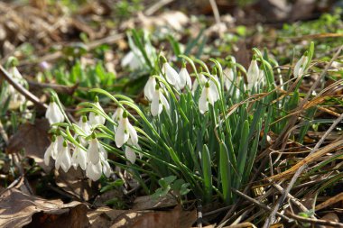 Kuzey Kafkasya 'nın dağlarında büyüyen beyaz çiçekler ve yeşil yapraklarla Galanthus' a özgü kar damlaları.                               