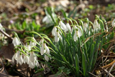  Kuzey Kafkasya 'nın eteklerinde yetişen yeşil yapraklı kar damlaları Galanthus lagodechianus                              