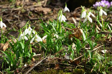 Kuzey Kafkasya 'nın eteklerinde yetişen yeşil yapraklı Galanthus lagodechianus türünün beyaz çiçekleri                               