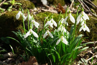 Kuzey Kafkasya 'nın eteklerinde yetişen yeşil yapraklı Galanthus lagodechianus türünün çiçek açan bahar çiçekleri.                               
