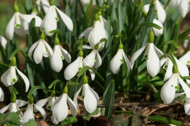 Kuzey Kafkasya 'nın eteklerinde yeşil yaprakları olan Kafkas kar damlası Galanthus lagodechianus' un beyaz genç çiçeklerine yakın çekim                               