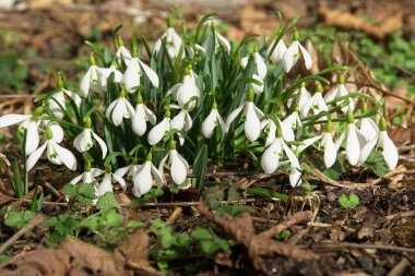 Kuzey Kafkasya dağlarında yetişen beyaz çiçekler ve yeşil yapraklarla Galanthus bortkewitschianus                              
