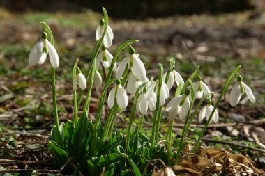  Kuzey Kafkasya 'nın eteklerinde yetişen beyaz çiçekler ve yeşil yapraklarla Galanthus bortkewitschianus bortkewitschianus                              