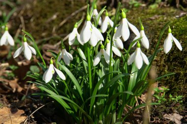 Kuzey Kafkasya 'nın eteklerinde yeşil yaprakları ve beyaz çiçekleri olan Galanthus lagodechianus' un çuha çiçeğinin yakın çekimi                               