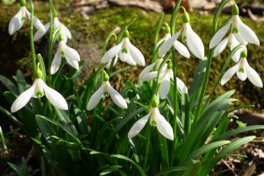 Kuzey Kafkasya 'nın eteklerinde yeşil yapraklar ve beyaz çiçeklerle bahar çiçekleri açan Galanthus lagodechianus                               