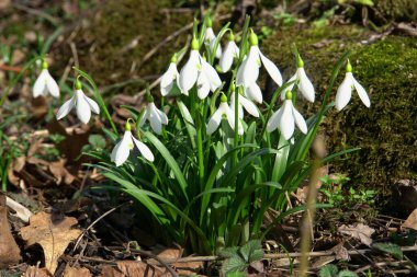 Kuzey Kafkasya 'nın eteklerinde yetişen yeşil yapraklar ve beyaz çiçeklerle Galanthus kar damlaları bortkewitschianus bortladı.                         