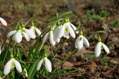  Nadir bir kar damlasının beyaz çiçekleri Kuzey Kafkasya eteklerinde yeşil yapraklı Galanthus lagodechianus