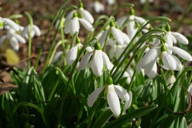 Kuzey Kafkasya 'nın dağ eteklerindeki yeşil yaprakları ve beyaz çiçekleri olan Galanthus lagodechianus' un bahar mevsimindeki genç çalılığına yakın plan.                               