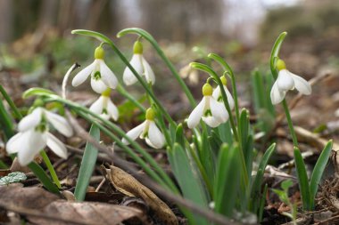 Şubat ayındaki kar damlası çalısı Galanthus lagodechianus. Kuzey Kafkasya 'nın eteklerinde asılı beyaz çiçekler ve yeşil yapraklarla.                               