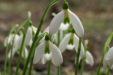  Kuzey Kafkasya 'nın eteklerinde yeşil yapraklı Galanthus lagodechianus' un beyaz bahar çiçekleri asılı.                              
