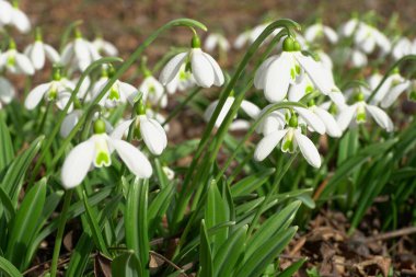  Kuzey Kafkasya 'nın eteklerinde yeşil yapraklar ve beyaz çiçekler sallanan genç kar damlaları Galanthus lagodechianus                              