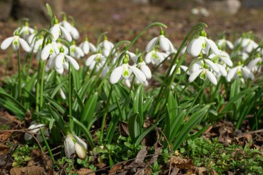 Kuzey Kafkasya 'nın eteklerinde yetişen yeşil yapraklarla birlikte nadir bulunan Galanthus lagodechianus' un genç beyaz bahar çiçekleri.