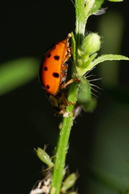 Kafkas kızıl uğur böceği, Harmonia axyridis. Siyah benekli. Kuzey Kafkasya 'nın eteklerindeki bir çayırda yeşil bir çimlerin üzerinde oturuyor.