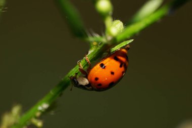 Kuzey Kafkasya 'nın eteklerindeki bir çayırda yeşil bir çimlerin üzerinde oturan siyah benekli kırmızı uğur böceği Harmonia axyridis' in makro 'su.