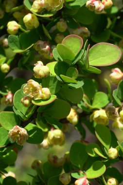 Bahar ayının sarı baharında Berberis thunbergii Cultivar Erectra çiçekleri Kuzey Kafkasya eteklerinde yetişir.                               