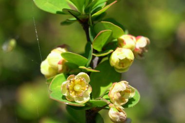 Kuzey Kafkasya 'nın eteklerindeki dağ eteklerinde Erectra çeşitliliğindeki altın rengi Berberis Thunbergii' nin Macro 'su.