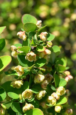 Bahar sarısı bahar çiçekleri Berberis thunbergii Cultivar Erectra Kuzey Kafkasya 'nın eteklerinde yetişiyor.                               