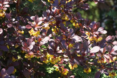 Kuzey Kafkasya 'da bir dağ eteğindeki parkta sarı çiçekli, çiçekli bir böğürtlen buğulaması.                               