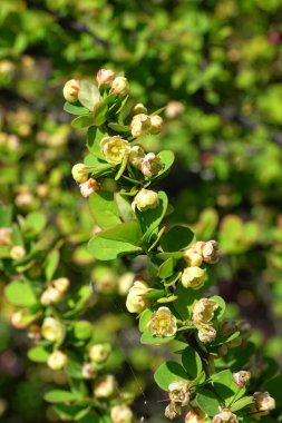 Berberi thunbergii türünün bahar dalları Kuzey Kafkasya eteklerindeki dağ eteklerinde sarı çiçekli Erectra.                               