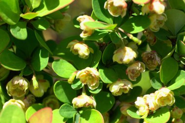  Bahar çiçekleri Berberis thunbergii Cultivar Erectra Kuzey Kafkasya eteklerinde yetişiyor.                              