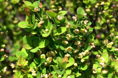 Kuzey Kafkasya 'nın eteklerinde yetişen sarı çiçeklerle Berberis thunbergii Cultivar Erectra' nın genç bahar çiçekli dalları                              