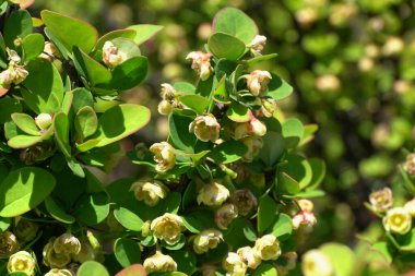Berberis thunbergii Cultivar Erectra 'nın bahar çiçekleri Kuzey Kafkasya eteklerinde yetişiyor.