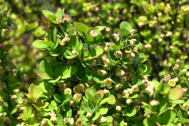  Kuzey Kafkasya 'nın eteklerinde yetişen sarı çiçeklerle Berberis Thunbergii Cultivar Erectra' nın genç bahar dalları                              