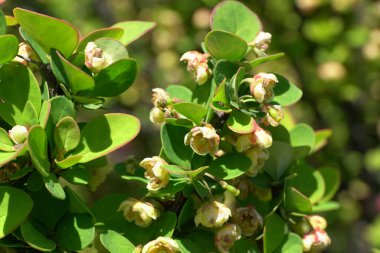  Kuzey Kafkasya 'nın etek parkında çiçek açan altın böğürtlen Berberis thunbergivar Cultivar Erectra' nın yakın çekimi                              