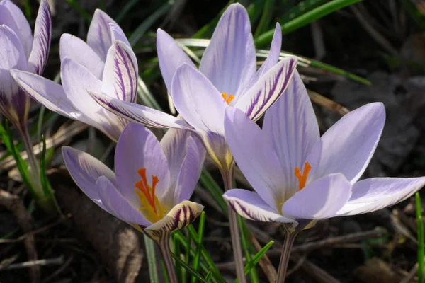 Planta Bulbosa Del Cáucaso Jasmine Crocus Sativus Con Flores Púrpuras —  Fotos de Stock