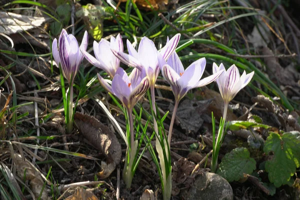 Spring bulbous plant Jasmine Crocus sativus with variegated purple flowers and orange stamens among green leaves in the foothills of the North Caucasus