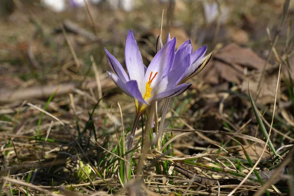 Wczesną Wiosną Biały Efemeryczny Jaśmin Crocus Sativus Różnorakimi Purpurowymi Kwiatami — Zdjęcie stockowe