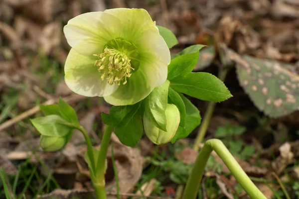 Pianta Caucasica Primaverile Helleborus Caucasicus Con Fiori Verde Chiaro Boccioli — Foto Stock