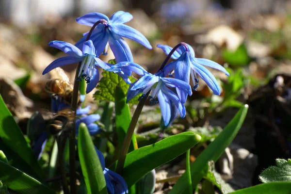 Kuzey Kafkasya 'nın eteklerinde mavi çiçekli erken bahar bitkisi Scilla Kafkasya' nın yakın çekimi.                               