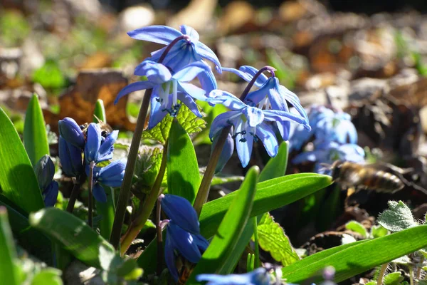  Kuzey Kafkasya 'nın eteklerinde mavi çiçekli erken bahar bitkisi HScilla Kafkasya                              