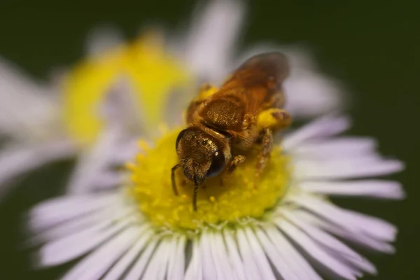 Macro Una Pequeña Abeja Silvestre Esponjosa Recogiendo Polen Néctar Una — Foto de Stock