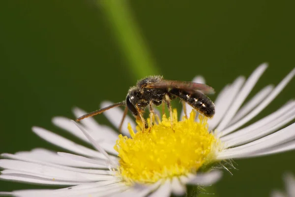 Macro Una Pequeña Abeja Caucásica Andrena Chrysopus Recoge Polen Néctar — Foto de Stock