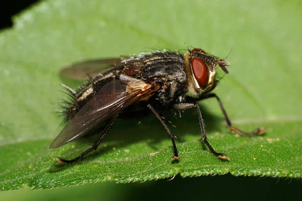 Beyaz tüylü siyah sinek Drino Lota 'nın Macro' su Kuzey Kafkasya 'nın eteklerinde yeşil bir yaprağın üzerinde oturan kırmızı gözlü.                               