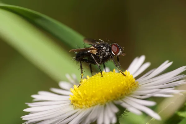 Macro Floral Mosca Esponjosa Negra Lecanipa Bicincta Sienta Una Flor — Foto de Stock