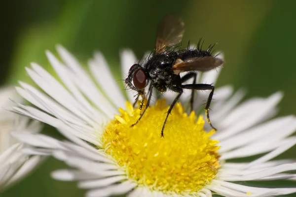 Macro Pequeña Flor Esponjosa Mosca Lecanipa Bicincta Con Cuerpo Negro —  Fotos de Stock