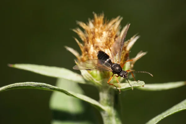 Macro Hymenoptera Inseto Hartigia Linearis Caucasiano Com Olhos Negros Longo — Fotografia de Stock