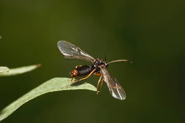 Macro Hymenoptera Insect Caucasian Hartigia Linearis Black Eyes Sits Green — Stock Photo, Image